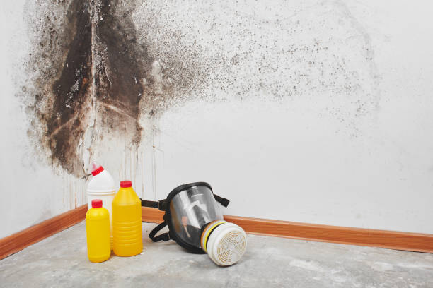 Best Emergency Mold Removal  in Burlington, IA