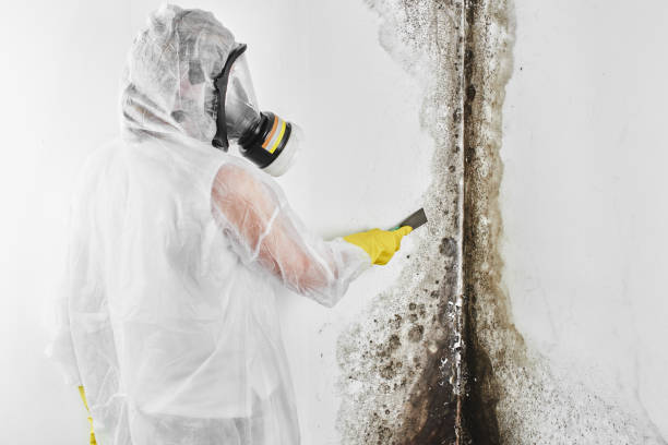 Best Mold Testing  in Burlington, IA