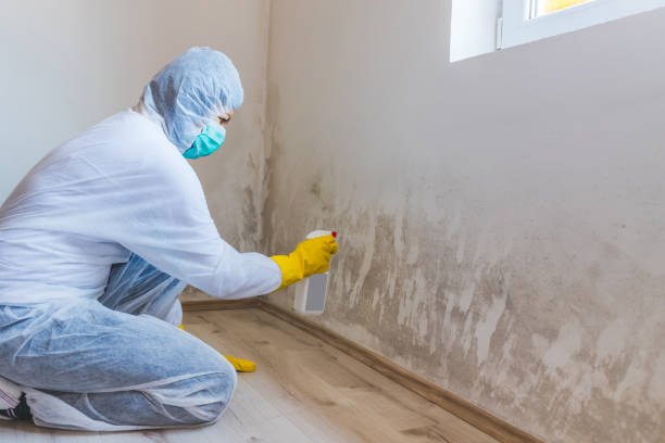 Best Residential Mold Removal  in Burlington, IA