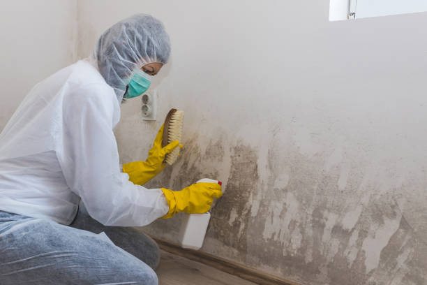 Best Mold Damage Repair  in Burlington, IA