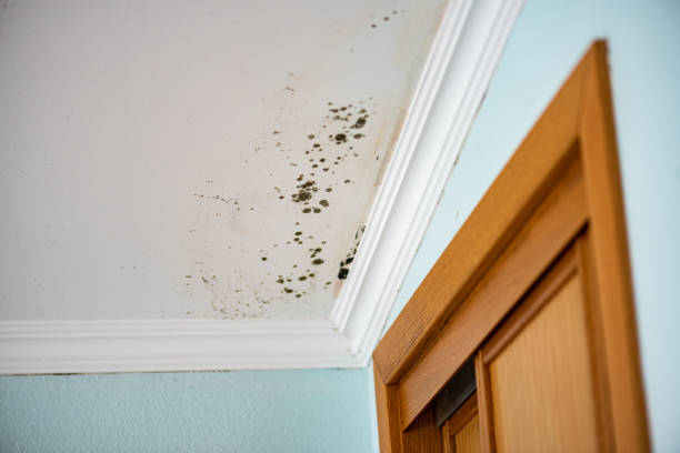 Home Mold Removal in Burlington, IA