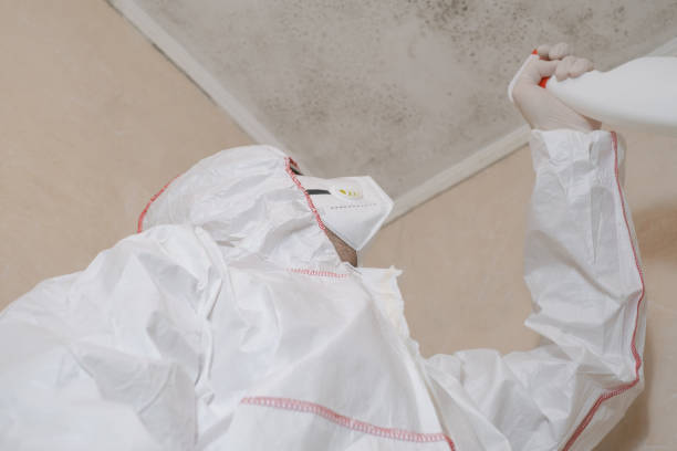Best Black Mold Removal  in Burlington, IA