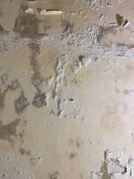 Best Certified Mold Removal  in Burlington, IA