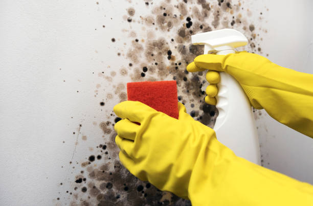 Best Same-Day Mold Removal  in Burlington, IA