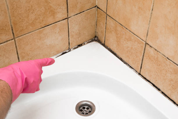 Best Office Mold Removal Services  in Burlington, IA